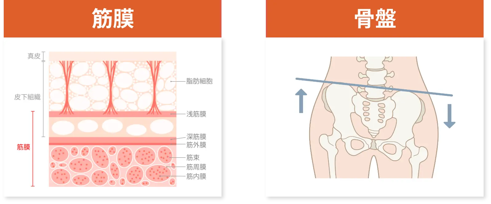 筋膜と骨盤